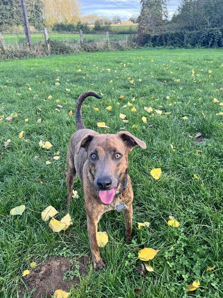 Ruben, mâle croisé berger, né le 04/10/2024 🐶