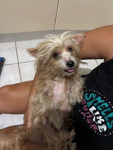 Roxy, femelle Croisée berger née le 10/04/2024 🐶