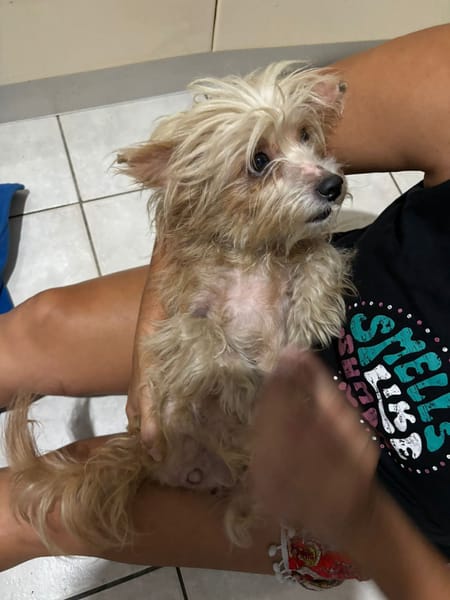 Roxy, femelle Croisée berger née le 10/04/2024 🐶