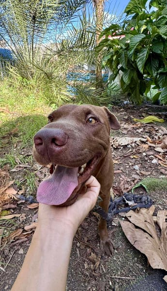 Pollux, mâle croisé shar pei, né le 03/06/2024🐶