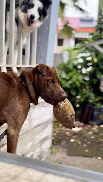 Pollux, mâle croisé shar pei, né le 03/06/2024🐶