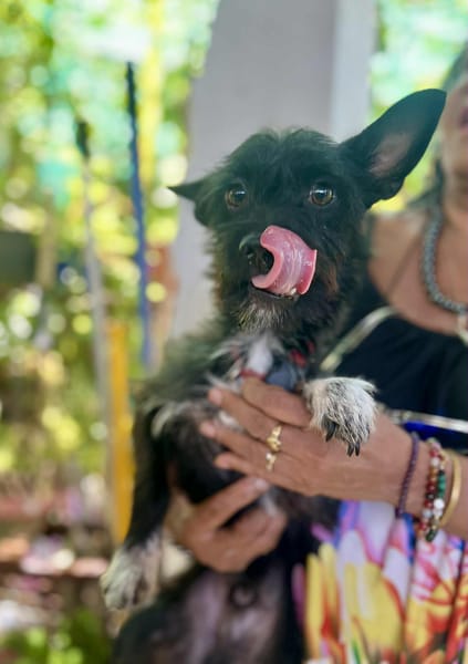 Nino, mâle croisé, né le 20/04/2025