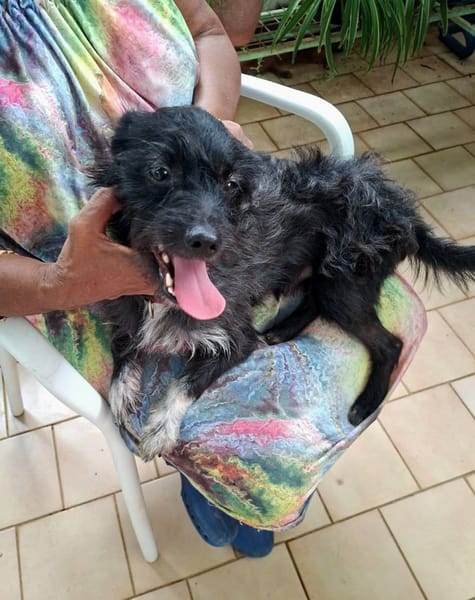 Nino, mâle croisé, né le 20/04/2025