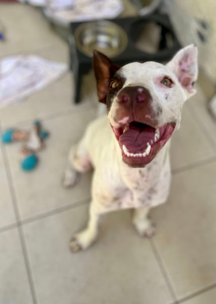 Neo, mâle croisé berger, né le 01/01/2025 🐶