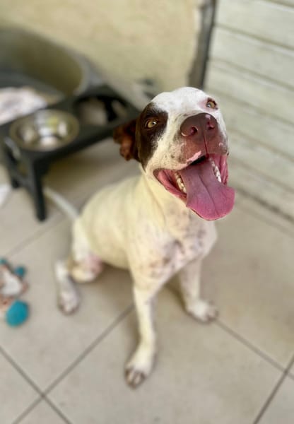 Neo, mâle croisé berger, né le 01/01/2025 🐶