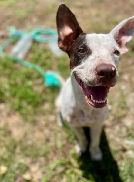 Neo, mâle croisé berger, né le 01/01/2025 🐶
