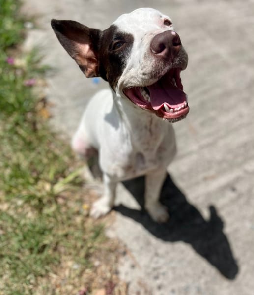 Neo, mâle croisé berger, né le 01/01/2025 🐶