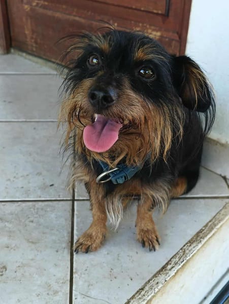 Mogwai, mâle X yorkshire terrier né le 10/10/2023🐶