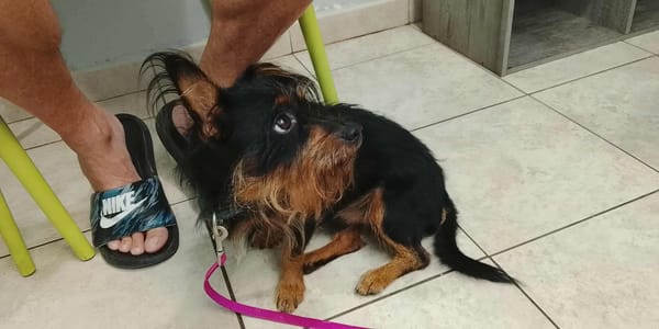 Mogwai, mâle X yorkshire terrier né le 10/10/2023🐶