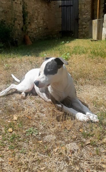 Marley, mâle croisé berger, né le 22/05/2021 🐶