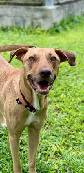 Fifi, mâle croisé berger, né le 15/06/2022 🐶