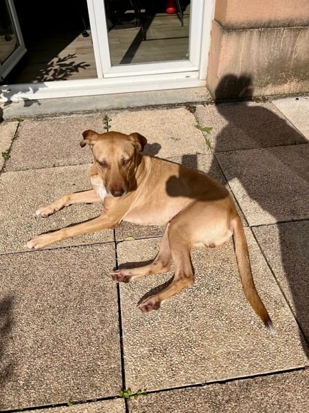 Fifi, mâle croisé berger, né le 15/06/2022 🐶