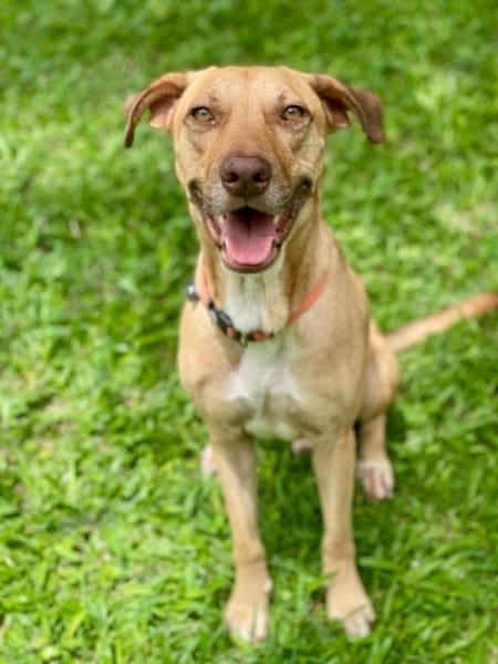 Fifi, mâle croisé berger, né le 15/06/2022 🐶