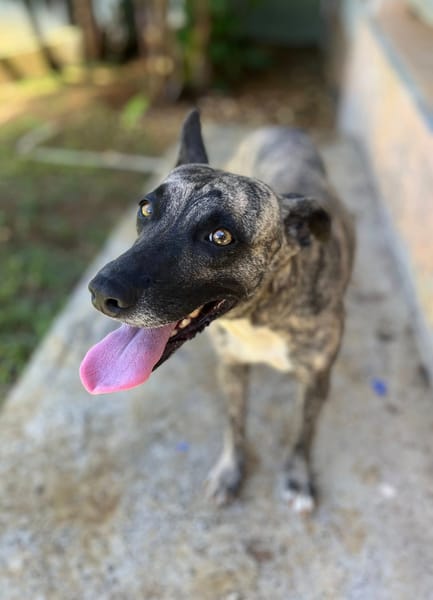 Donna, femelle, croisée berger, née le 10/09/2023
