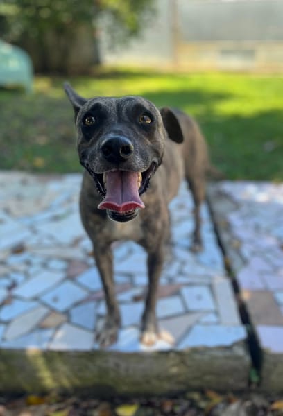 Donna, femelle, croisée berger, née le 10/09/2023