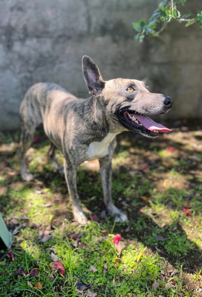 Donna, femelle, croisée berger, née le 10/09/2023