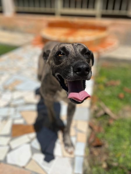 Donna, femelle, croisée berger, née le 10/09/2023