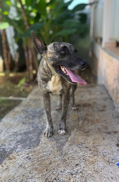 Donna, femelle, croisée berger, née le 10/09/2023