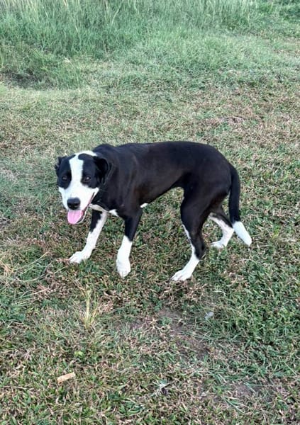 Canelle, femelle berger, née le 01/01/2025