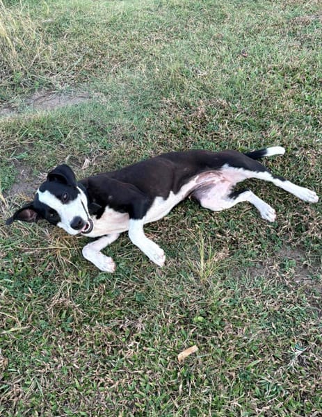 Canelle, femelle berger, née le 01/01/2025