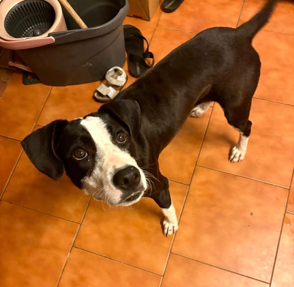 Canelle, femelle berger, née le 01/01/2025