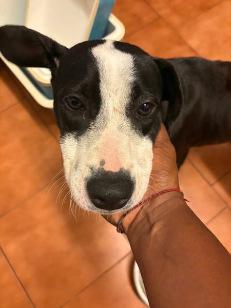 Canelle, femelle berger, née le 01/01/2025