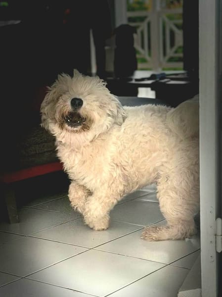 Baloulou, mâle croisé caniche, né le 20/10/2023