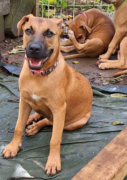 Ava, femelle, croisée berger, née le 25/04/2025