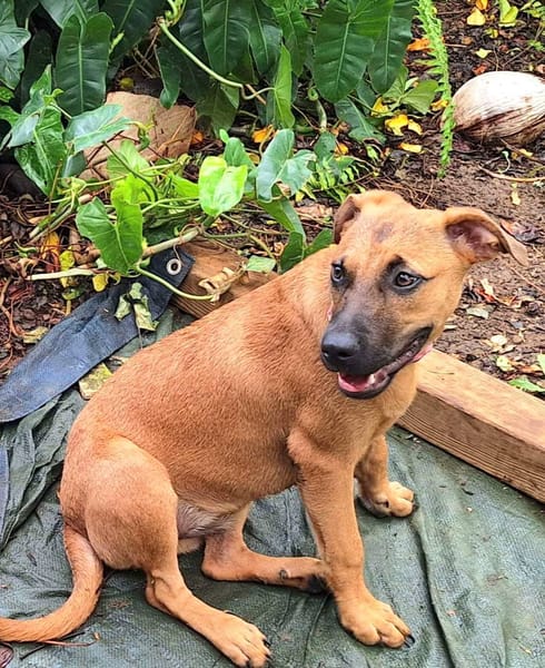 Ava, femelle, croisée berger, née le 25/04/2025