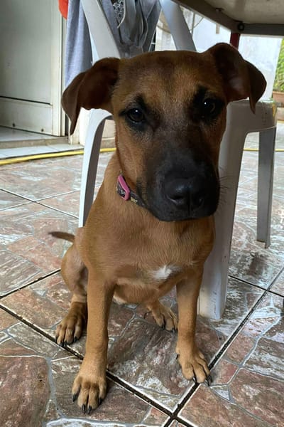 Ava, femelle, croisée berger, née le 25/04/2025