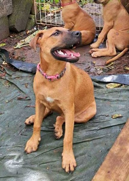 Ava, femelle, croisée berger, née le 25/04/2025