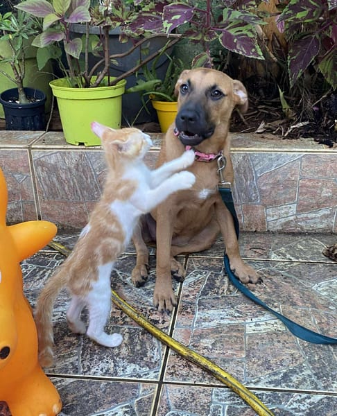 Ava, femelle, croisée berger, née le 25/04/2025