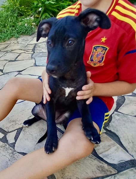 Rose, femelle croisée créole, née le 25/06/2025 🐶