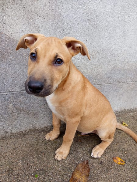 Néwis, mâle croisé berger, né le 15/06/2025 🐶