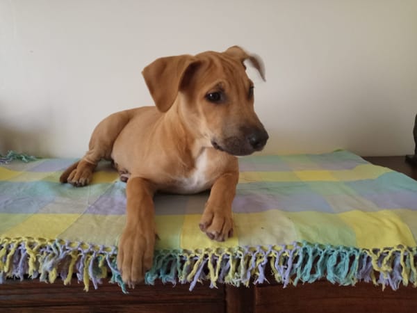 Néwis, mâle croisé berger, né le 15/06/2025 🐶