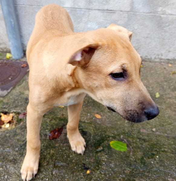 Néwis, mâle croisé berger, né le 15/06/2025 🐶