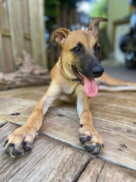 Lionne, femelle berger, née le 15/06/2025