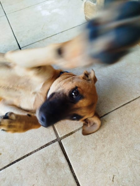 Lionne, femelle berger, née le 15/06/2025