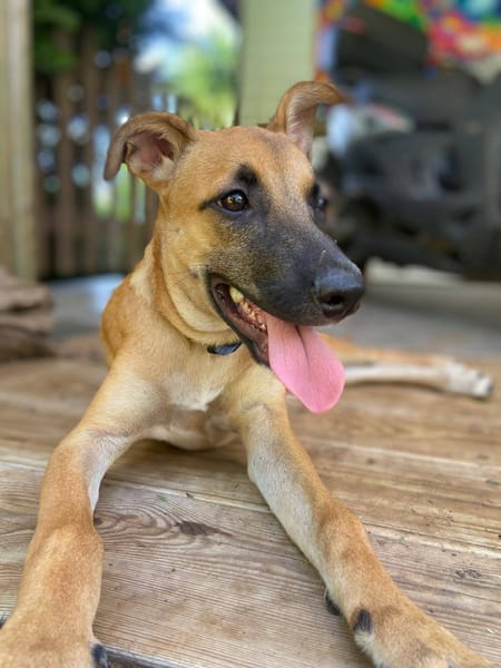 Lionne, femelle berger, née le 15/06/2025