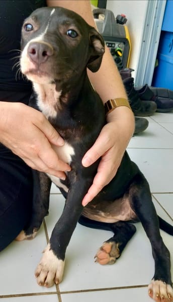 Iris, femelle croisée créole, née le 25/06/2025 🐶