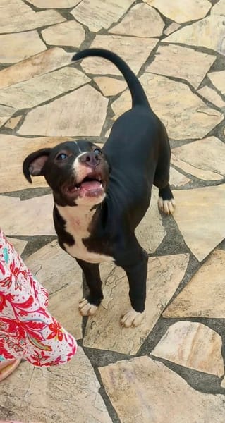 Iris, femelle croisée créole, née le 25/06/2025 🐶