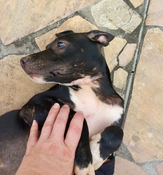 Iris, femelle croisée créole, née le 25/06/2025 🐶