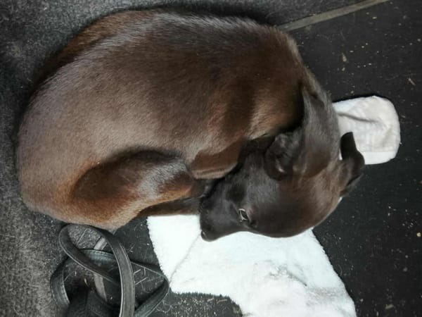 Highway, mâle berger créole,né le 21/06/2025 🐶