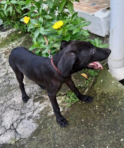 Dusty, mâle croisé berger, né le 15/06/2025 🐶