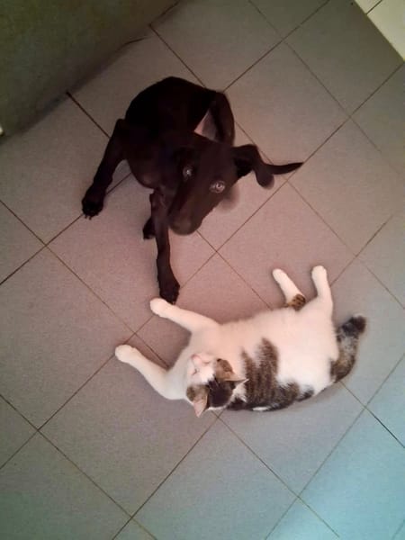 Dusty, mâle croisé berger, né le 15/06/2025 🐶