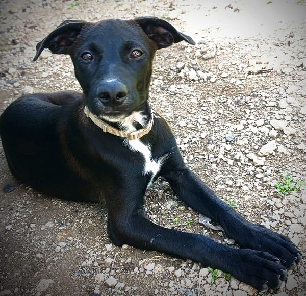 Claudia, femelle berger, née le 21/06/2025 🐶