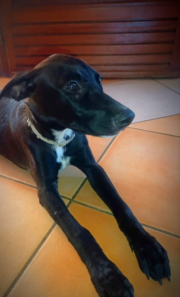 Claudia, femelle berger, née le 21/06/2025 🐶