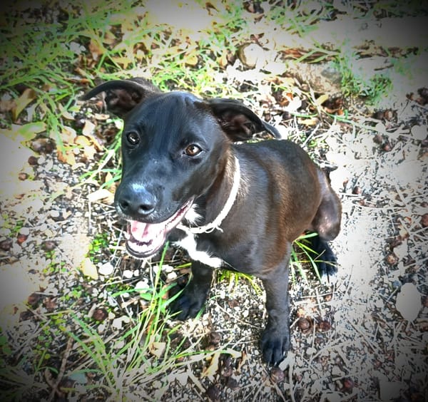 Claudia, femelle berger, née le 21/06/2025 🐶