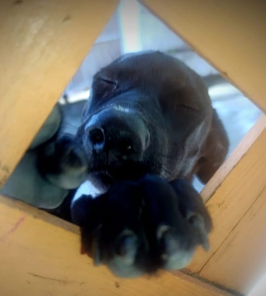 Claudia, femelle berger, née le 21/06/2025 🐶