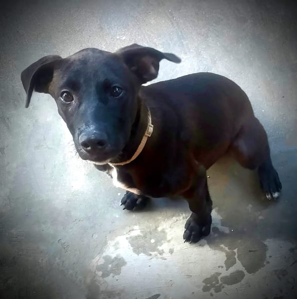 Claudia, femelle berger, née le 21/06/2025 🐶